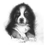 Humphrey als junger Hund - Tierportrait Bleistiftzeichnung 